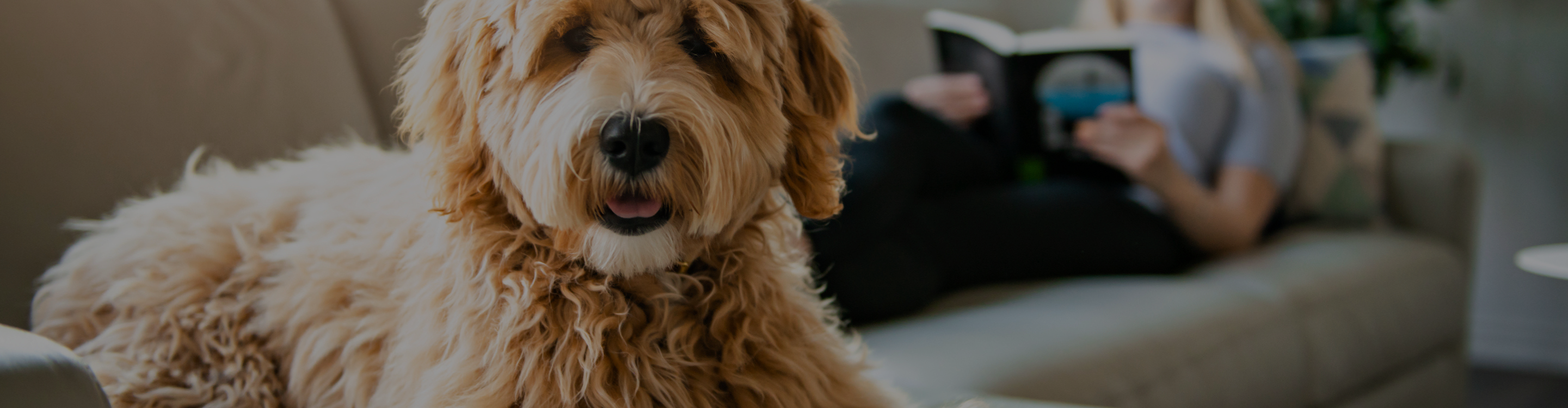 dog on couch with owner