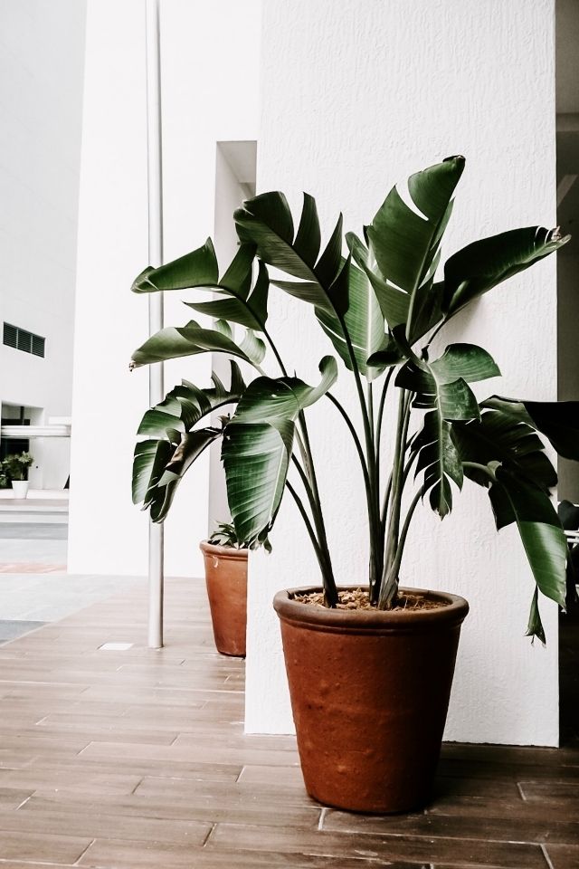 Indoor house plants for improving your home - small green plant in indoor pot 