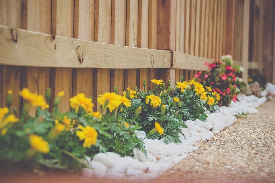 Marigold flowers in outdoor planter next to wooden fence 